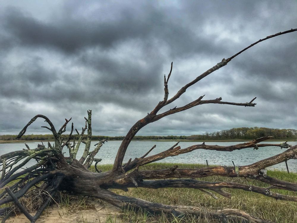 A downed tree near shore with jagged branches
