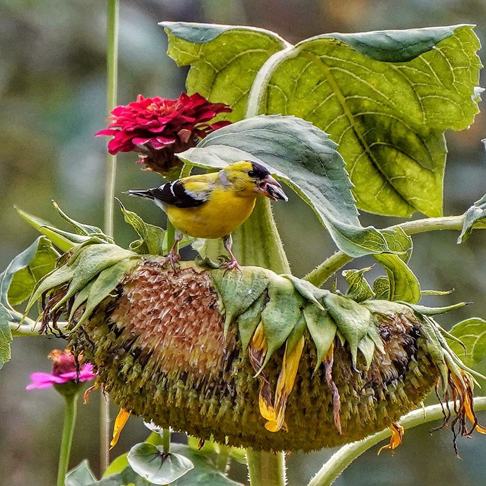 Goldfinch sitting on sunflower eating seed 