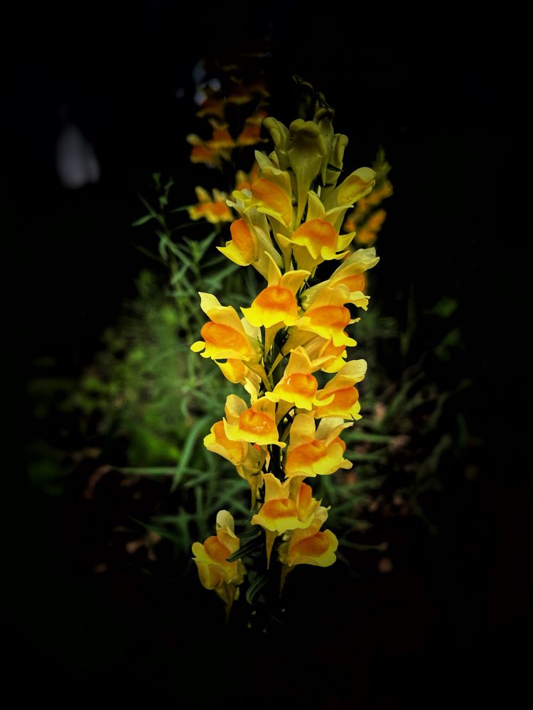 A yellow and orange wildflower at the end of the trail. I darkened the surrounding leaves and weeds to accentuate the flower