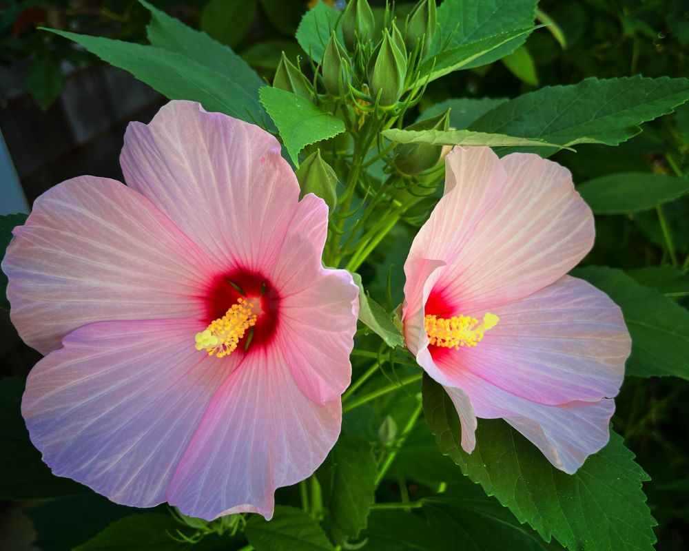 Two pink hibiscus in evening light