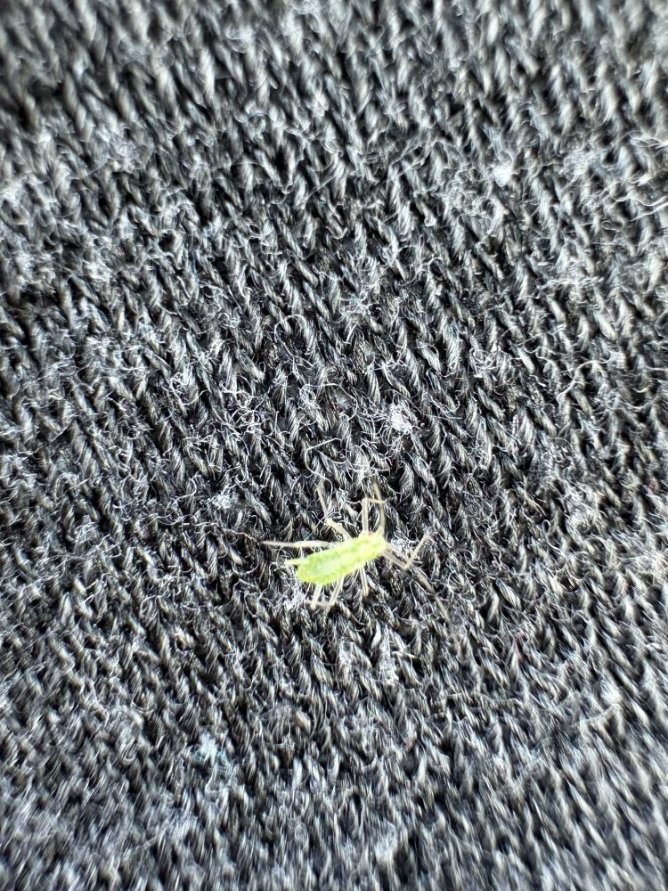 a small green bug walking over my green shorts (micro mode on iPhone 16)