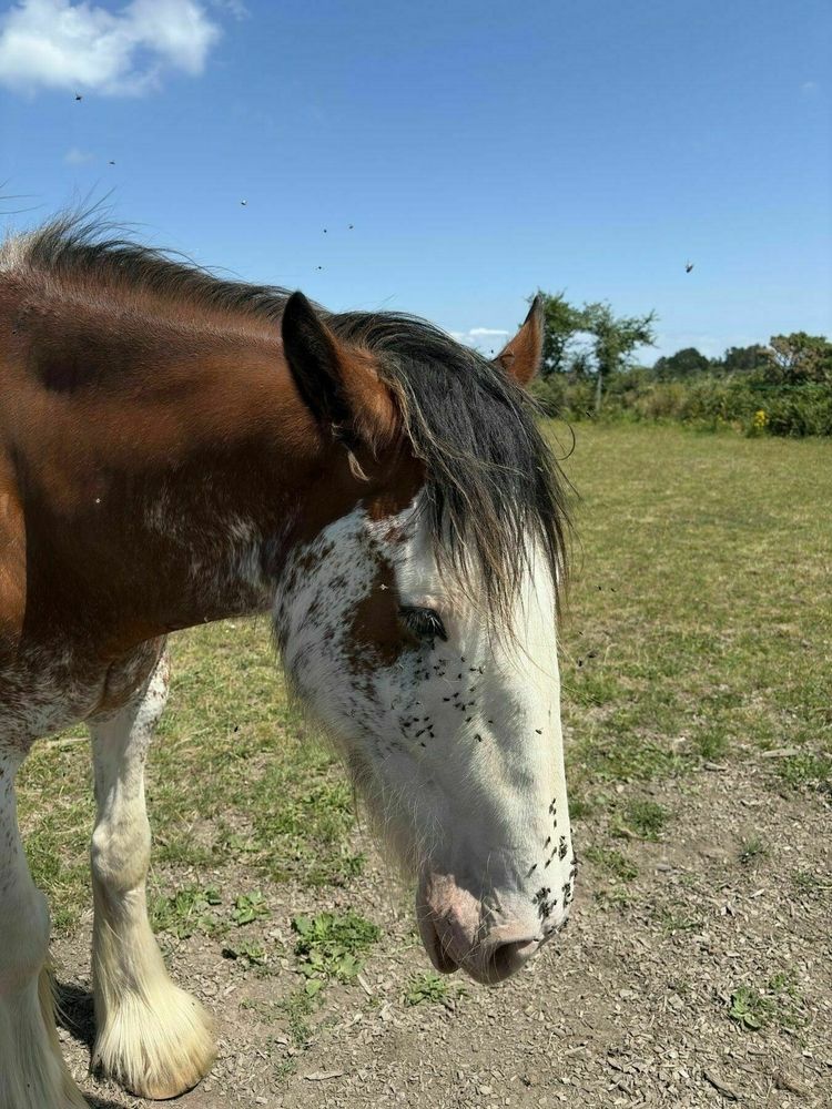 A horse with a white face and brown coat stands in a grassy field under a blue sky.