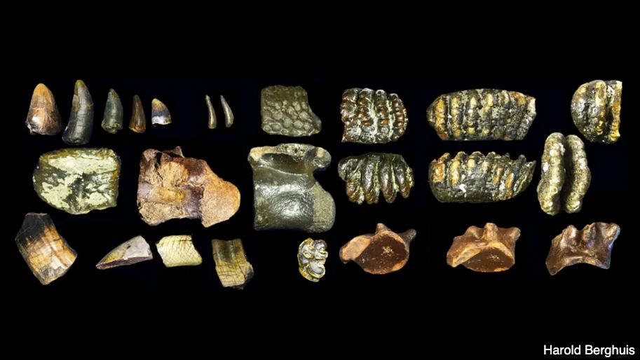 

Geologist Harold Berghuis collected more than 6,300 animal fossils from an artificial island in the Madura Strait. The fossils, including some shown here from elephant-like and hippopotamus-like creatures, are helping to re-create what a landscape now drowned by the sea once looked like.