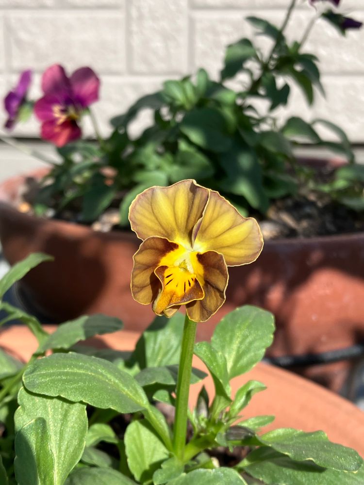 一般的な日本人女性(熟練した)が育てているビオラ(ヌーヴェルヴァーグ)花の画像です