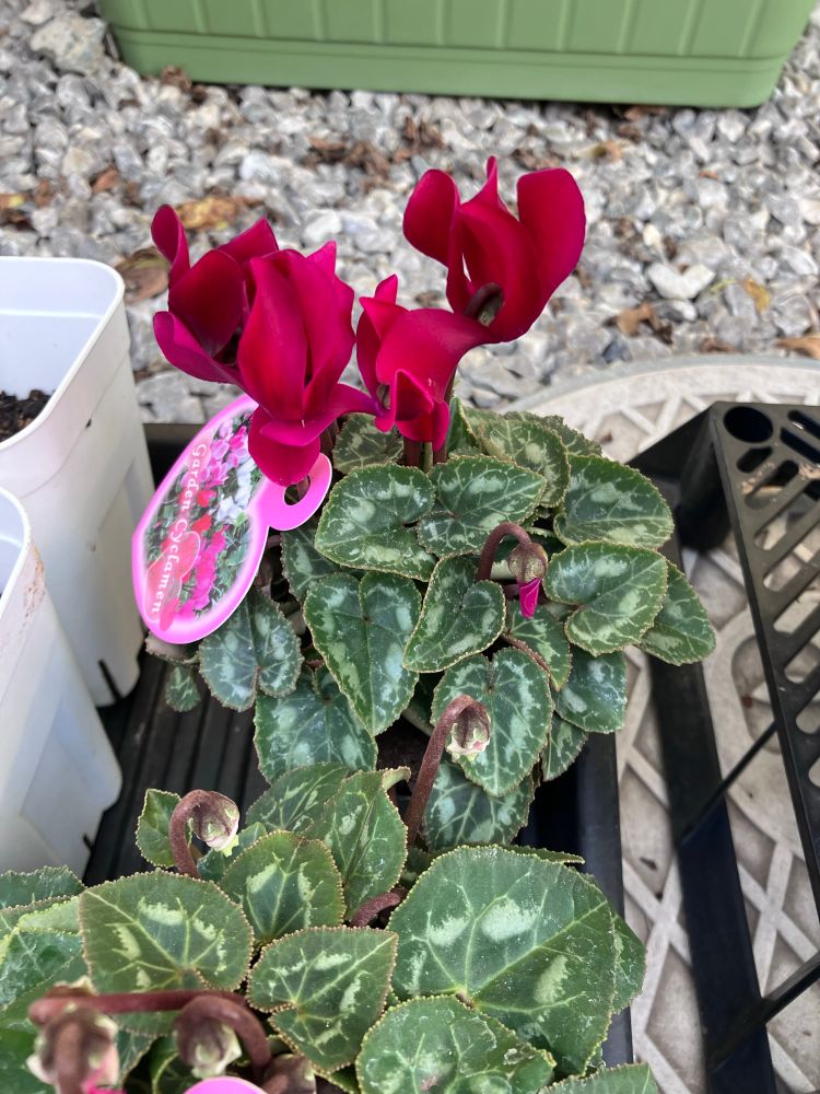 一般的な日本人女性(熟練した)が購入したガーデンシクラメンの苗の画像です