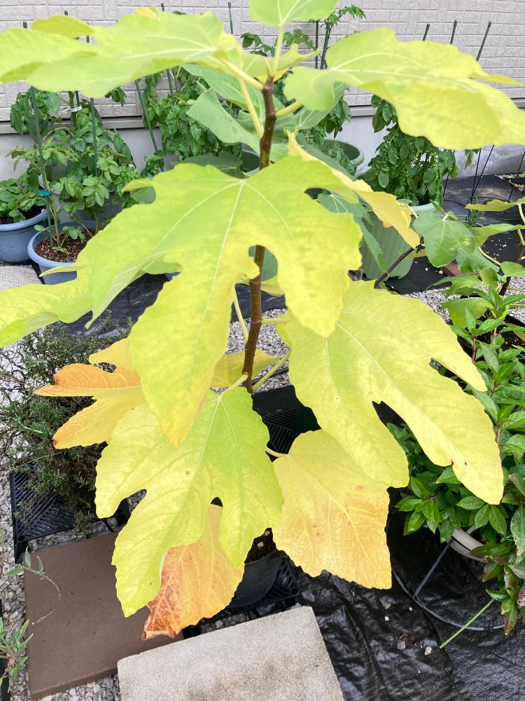 一般的な日本人女性(熟練した)が育てているイチジクの鉢植えの画像です