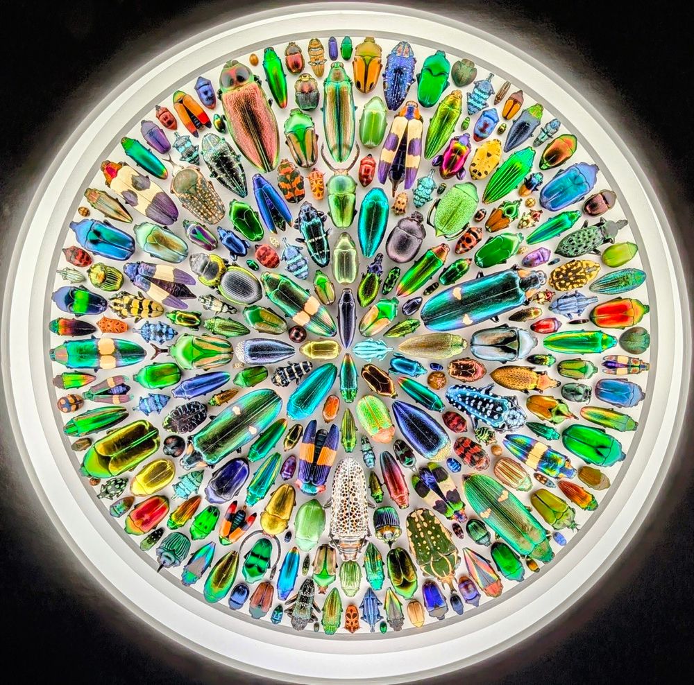 Colorful collage of beatles 