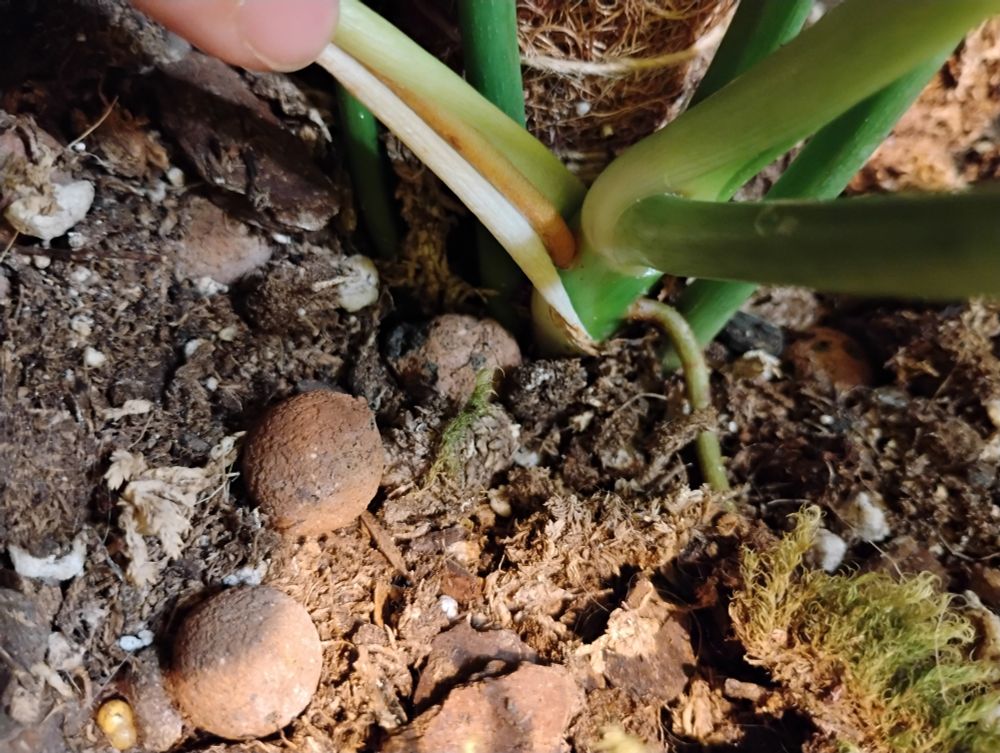 Aerial root just growing up and into the empty leaf sheath, it's free real estate 