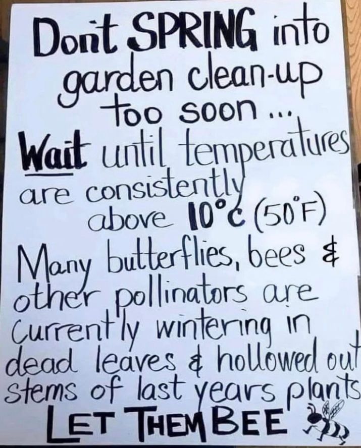 Poster saying:

Dont SPRING into garden clean-up
too soon ...
Wait until temperatures
are consistently above 10° (50 F)
Many butterflies, bees and other pollinators are currently wintering in dead leaves & hollowed out stems of last years plants
LET THEM BEE