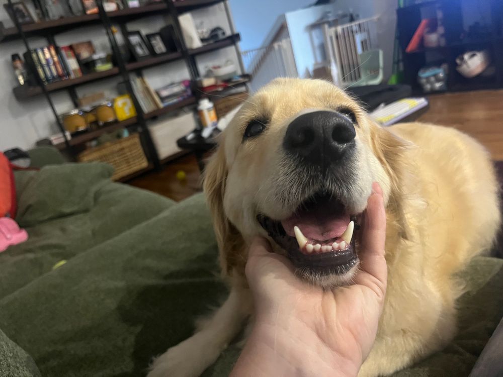A very happy golden retriever who is looking up at the camera as she half lays on the couch, her head resting in the photographers hand. She is an okay dog. 