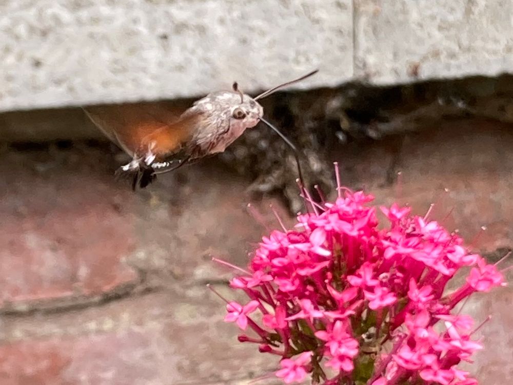 Hummingbird Hawkmoth hovering over Red Valerian, with proboscis in a flower