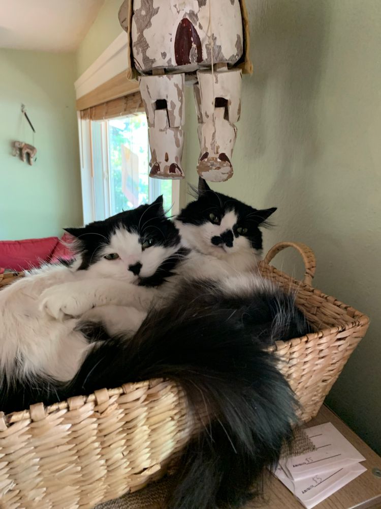 Cats in a basket 