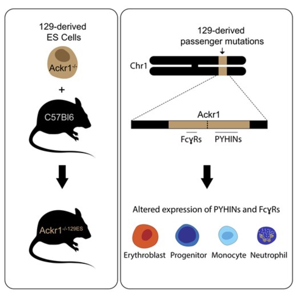 The 129 strain-derived passenger mutations in ACKR1-deficient mice alter the expression of PYHIN and Fc-gamma receptor genes