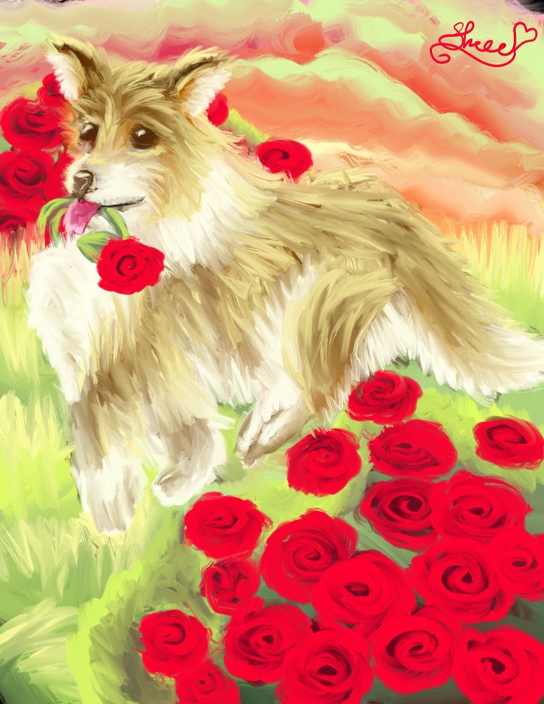 Collie in a field of red roses