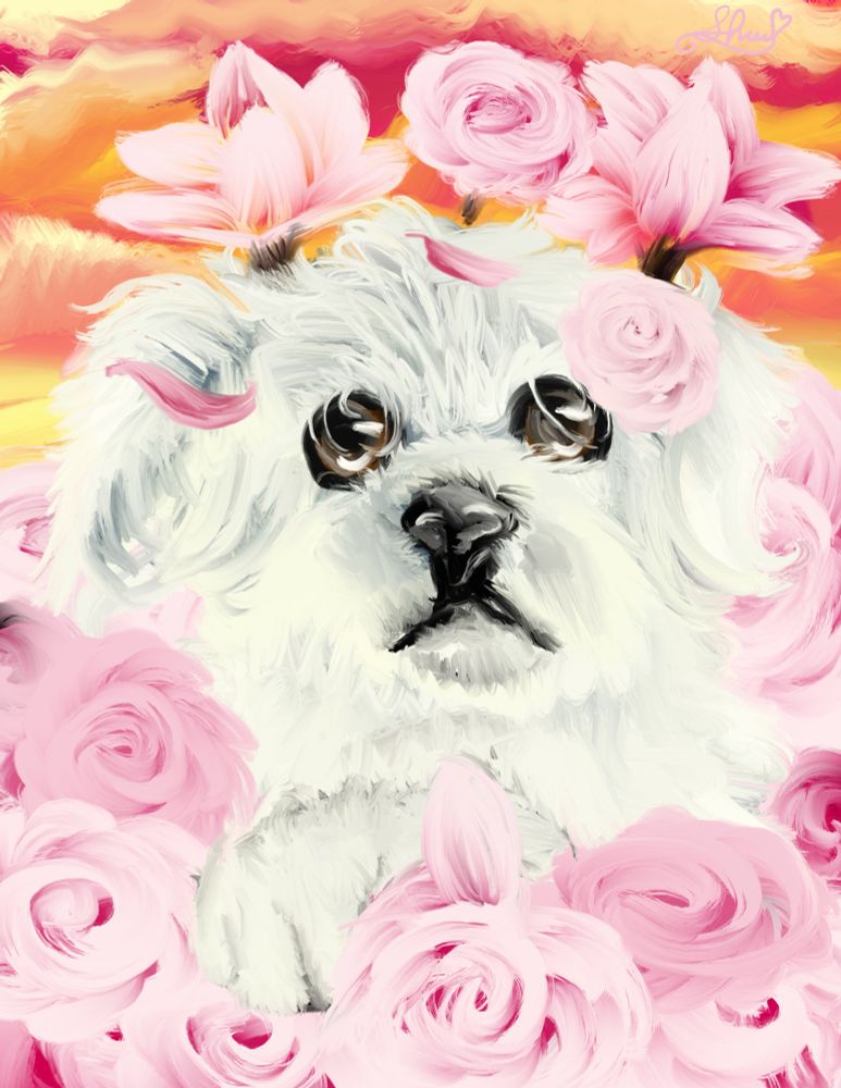 Maltese with pink roses