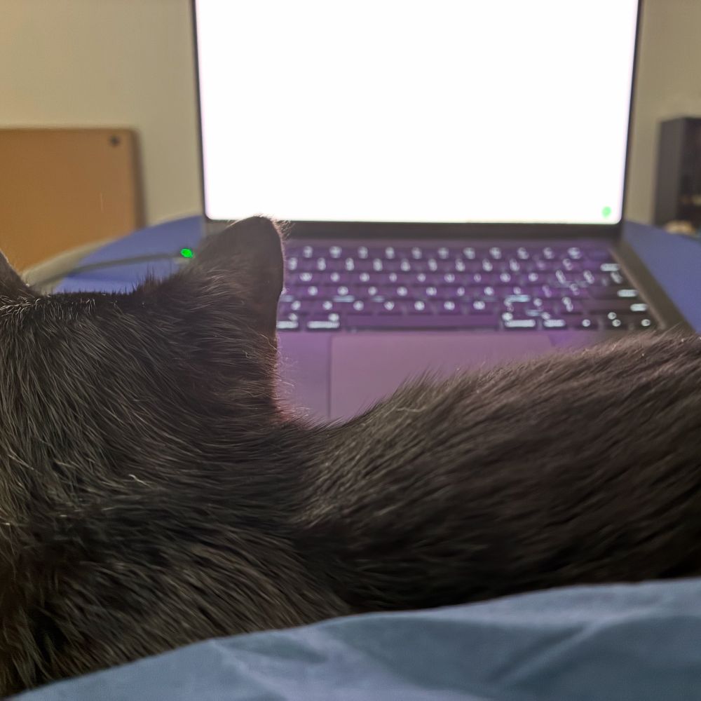 A black kitten sitting on a person’s chest with a laptop in the background. 