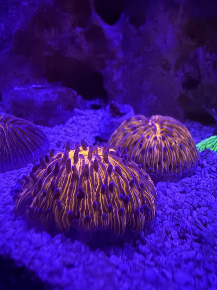 Orange fungia plate $140
 $50 next day shipping 