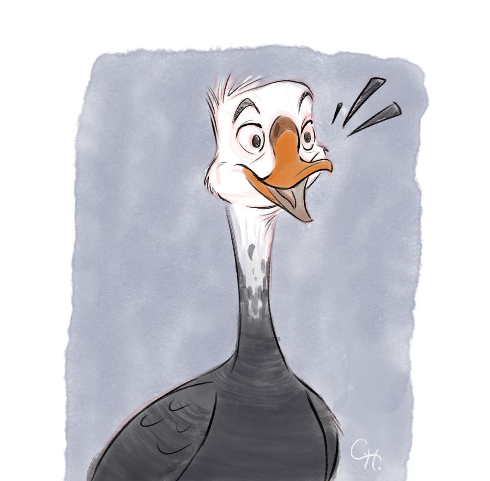A blue morph of a snow goose drawing. They have white heads and blue-gray bodies. 