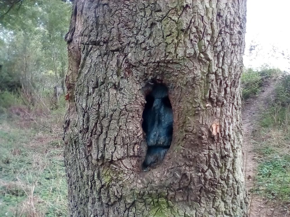 An image of a Skull, carved into the bark of a tree which then grew new bark over a number of years over it.

Someone clearly wanted to freak people out who took that footpath at night LOL