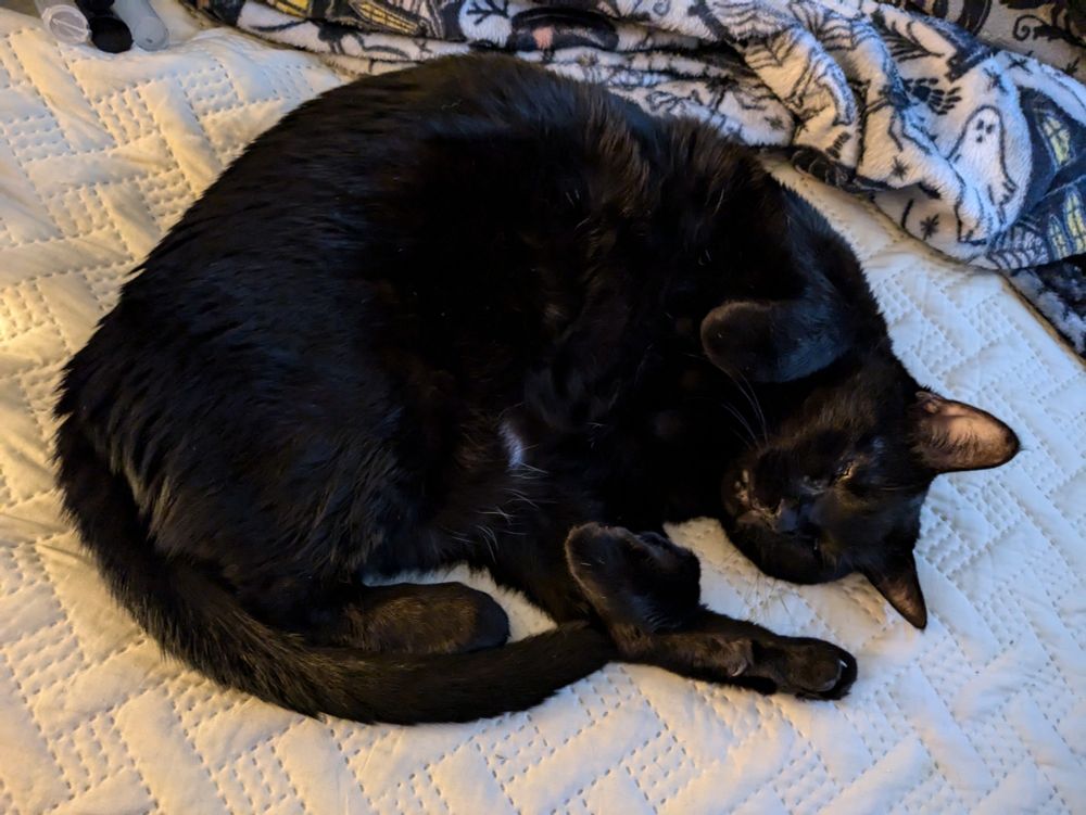 A sleeping black cat curled like a shrimp with her front paws up bunny-style, her exposed tummy looks soft and inviting.