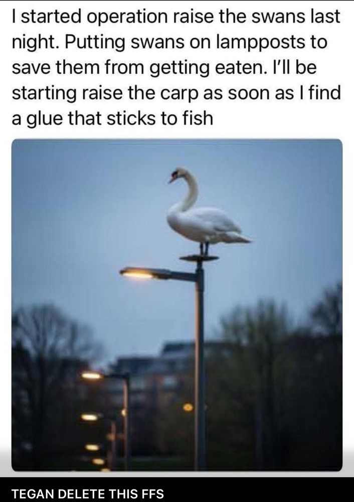 started operation raise the swans last night. Putting swans on lampposts to save them from getting eaten. I'll be starting raise the carp as soon as I find a glue that sticks to fish