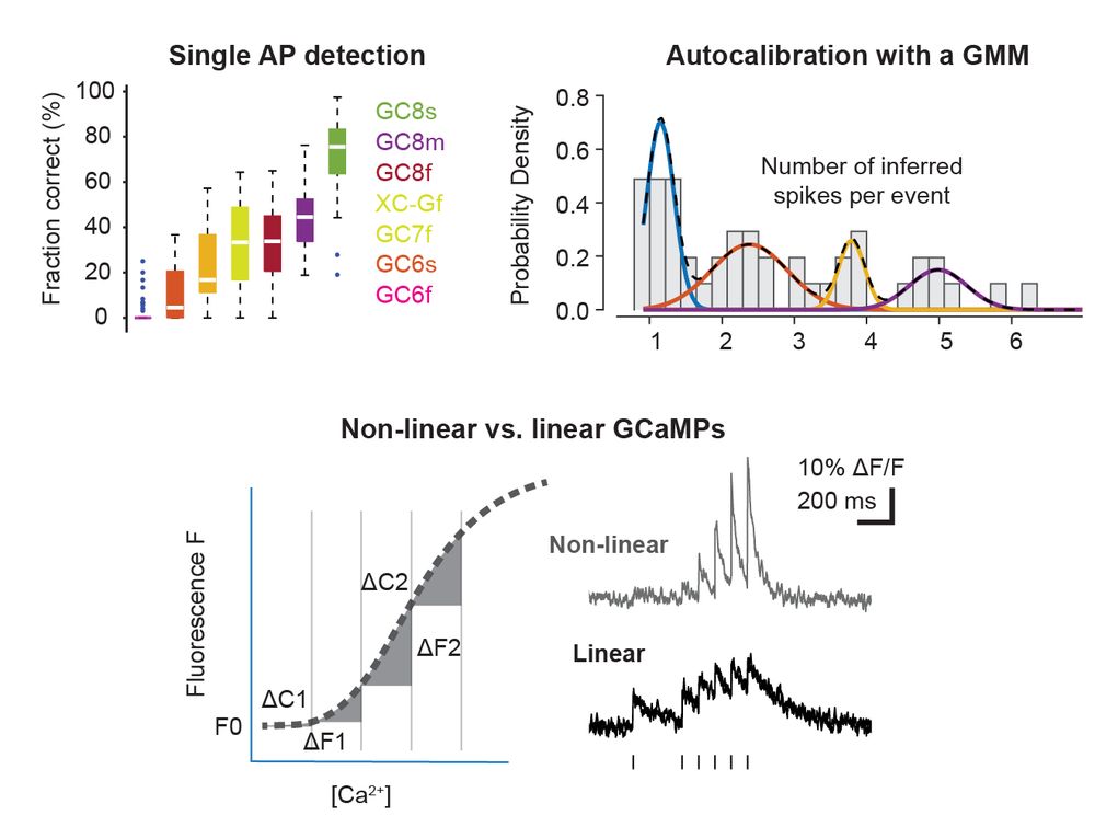 Three images with figure excerpts from the paper, highlighting 1) single-spike detection analysis, 2) autocalibration analysis, and 3) non-linearity of calcium-to-fluorescence transfer functions and their effect on the reporting of complex spiking events.