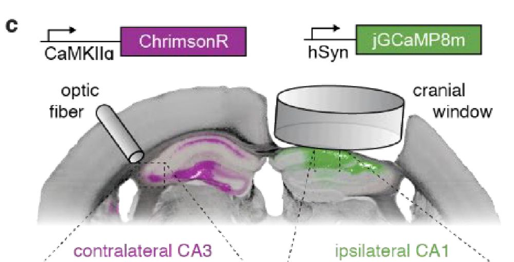 Screenshot from Fig. 1c of the paper in the link.