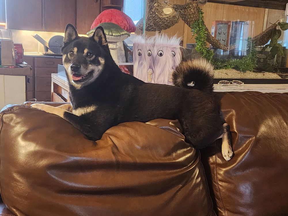 Shiba inu on back of couch