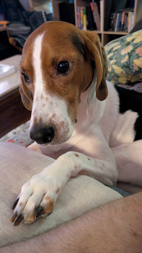 American foxhound, paw resting on a white pillow