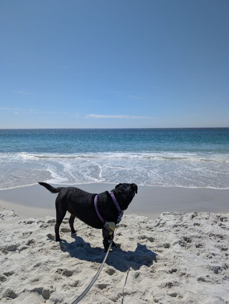 This is Sophie intently watching the waves. I think it was her first time at Ocean Beach, and I could tell she wasn't sure about the waves lapping the shore. She is used to water Staying Put.