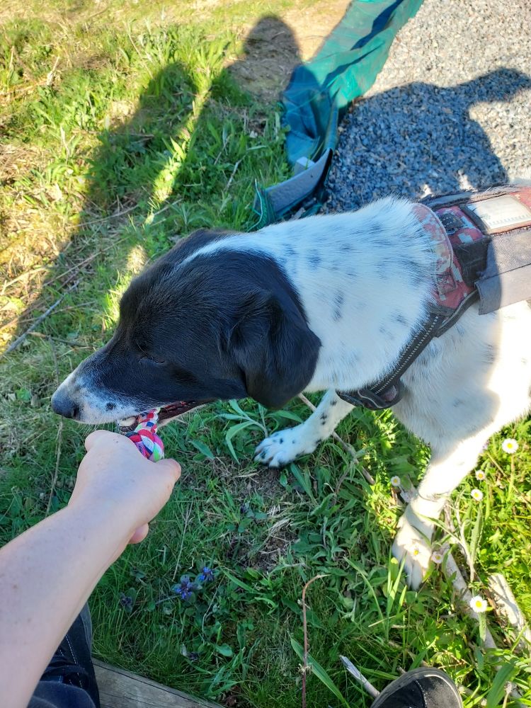 Chien qui ne veut pas lâcher sa corde jouet