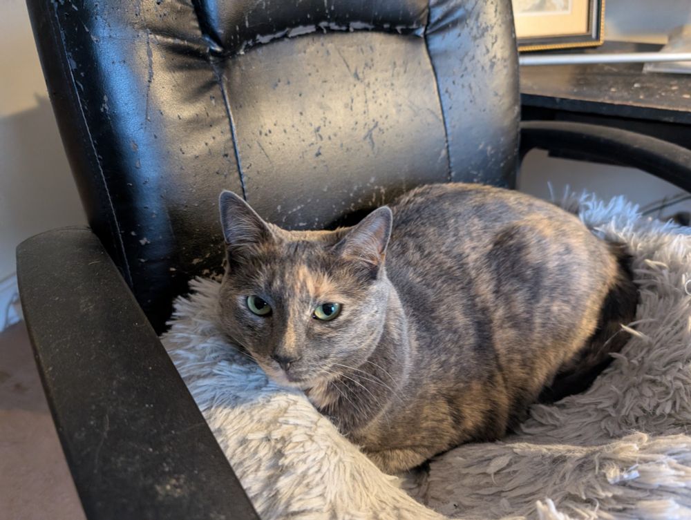 Xena on her bed, in my (former) computer chair. 