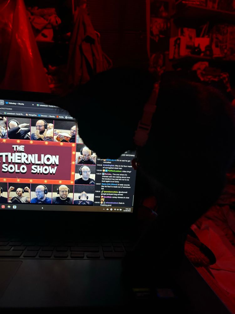 black cat, standing partially on the right side of a laptop, staring at a screen displaying the twitch stream of Northernlion 