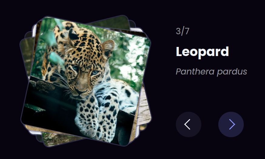 Stack of slightly rotated big cat images.