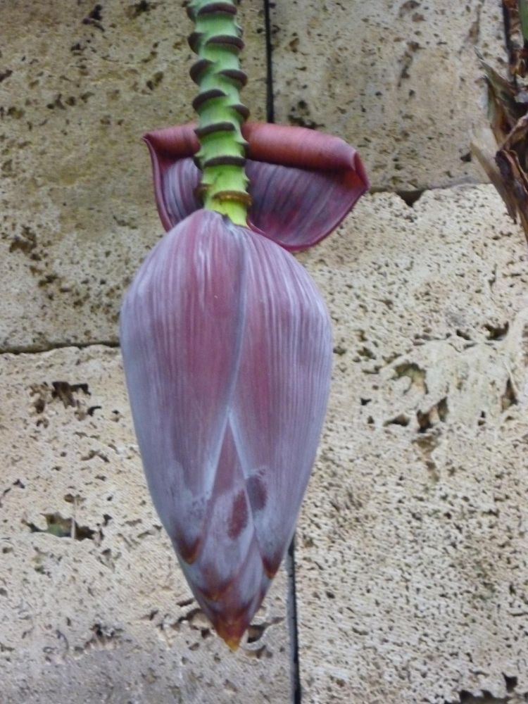 Inflorescence, barely starting to open.