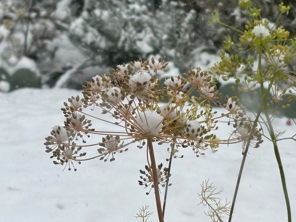 Dill weed catches some snowballs