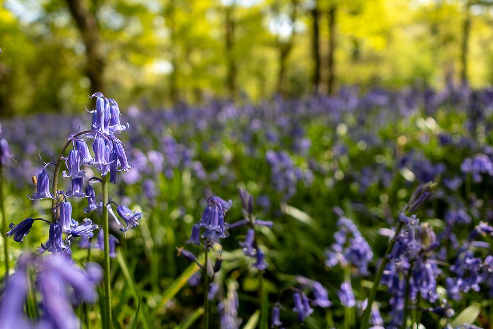 a bluebell wood