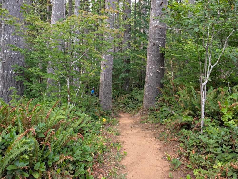 A trail goes between two large trees in a northwestern forest.  A mountain biker can be seen farther on in the woods.