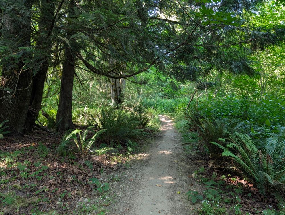 A Western Washington bike trail in a green forest with sword ferns, evergreen trees and the sun filtering through the canopy 