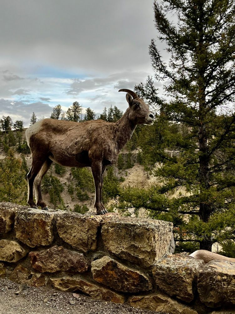 This is not a diorama! This is an actual big horn sheep standing on a stone fence against a backdrop of lodgepole pine. 
