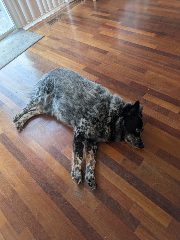 A long haired Australian cattle dog laying on a wood floor (I would absolutely get him a dog bed or blanket if he'd use it but it seems he likes the floor)