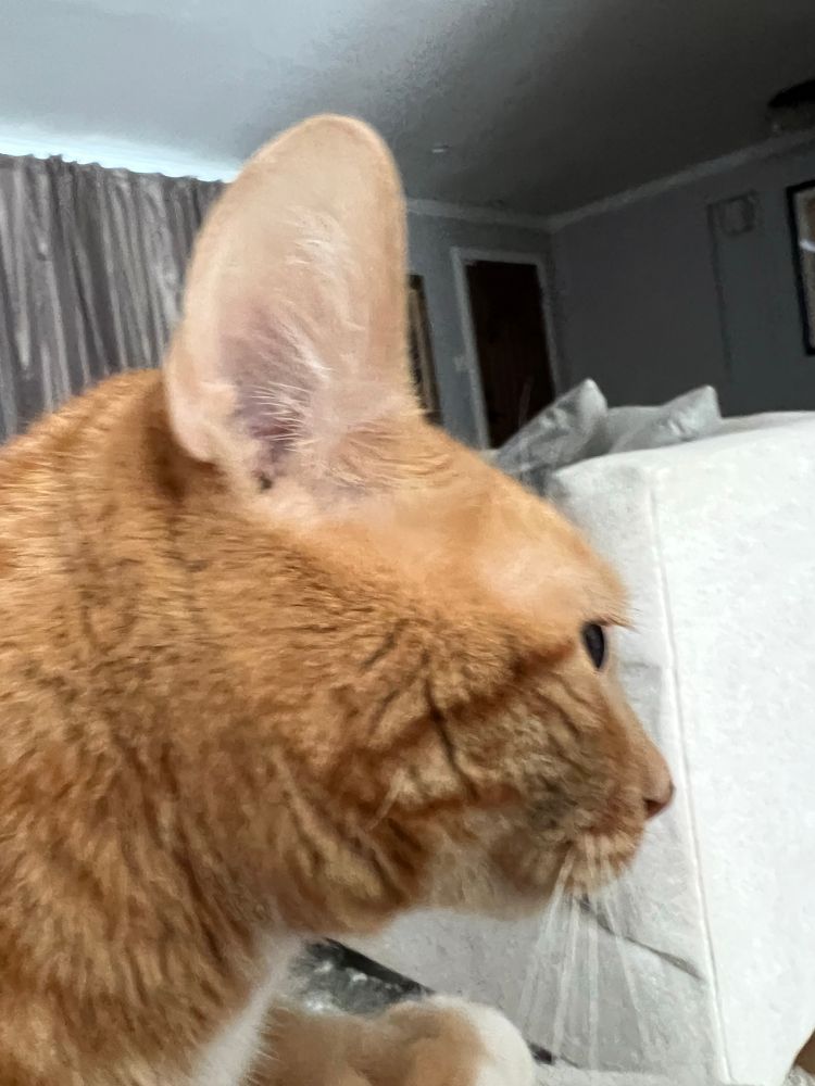 Orange cat in profile 
