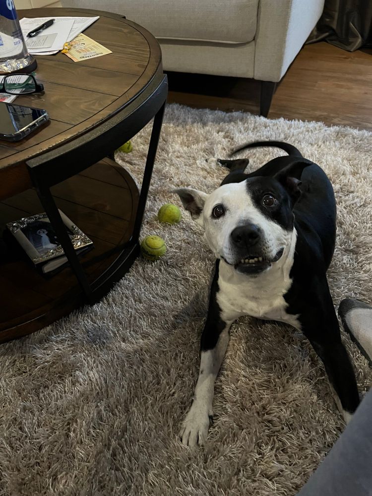 Black and white pit bull smiling at the camera