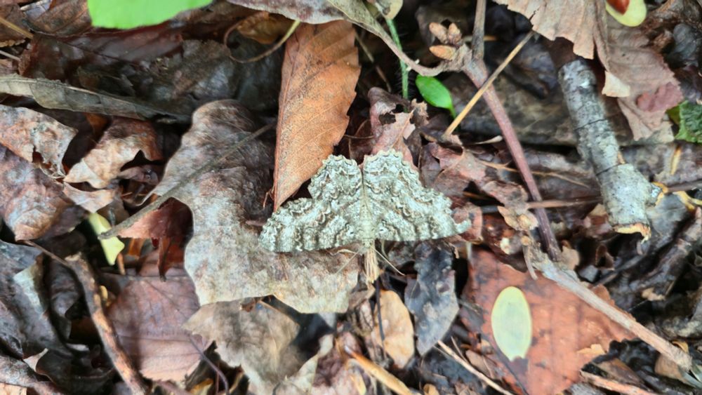 Photo of a Epimecis hortaria or Tulip Tree Beauty