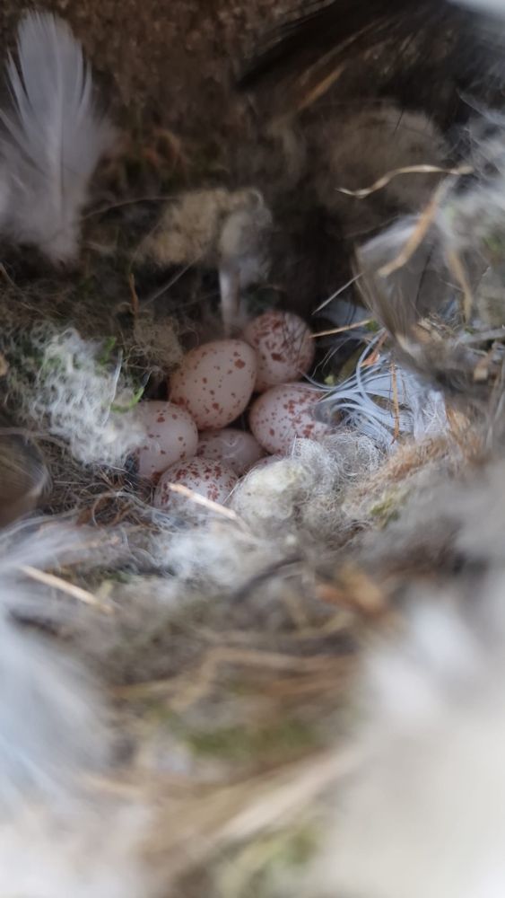 A clutch of 7 blue tit eggs in a nest in a woodcrete nest box. 

Photo: Ally Phillimore
