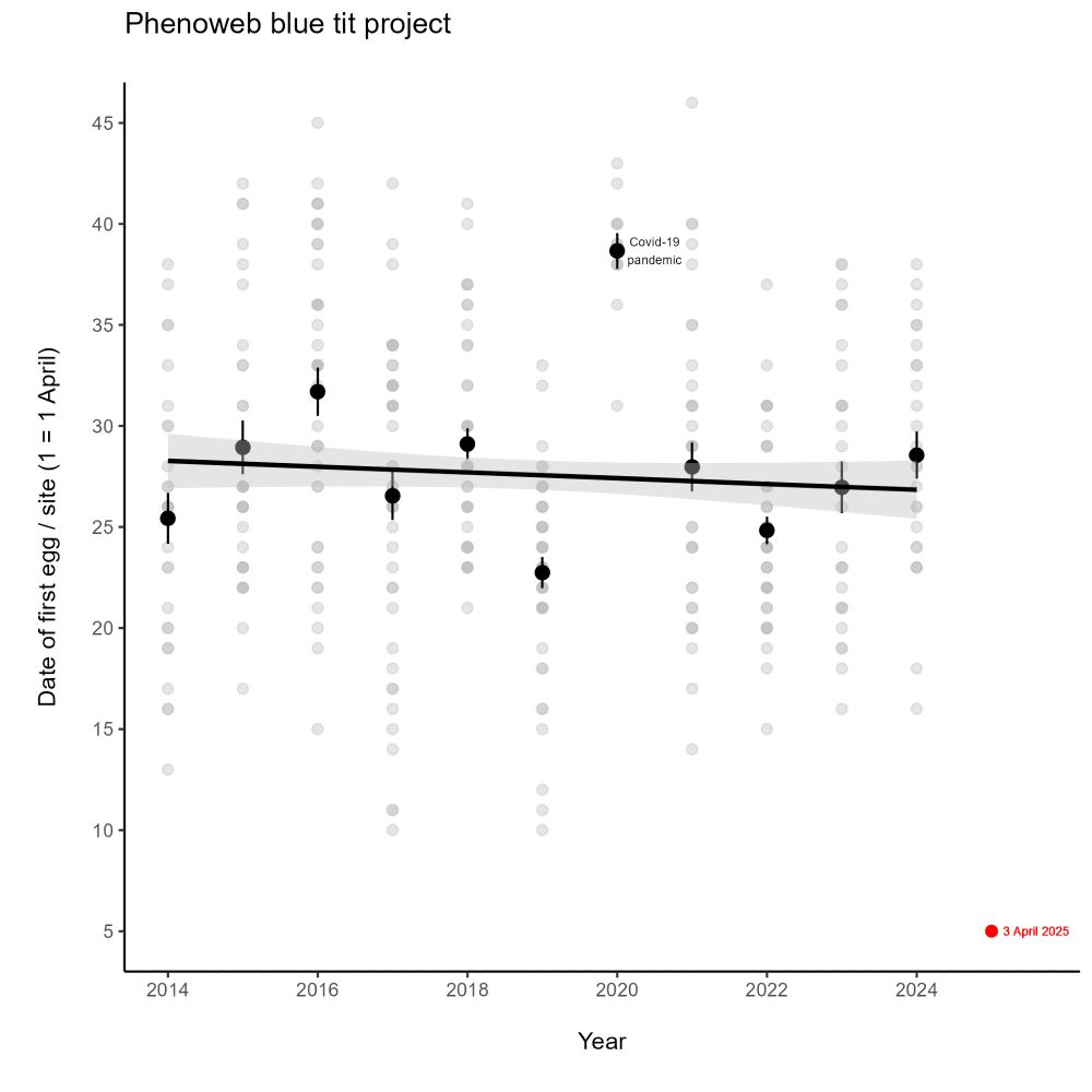 The change in date of the first blue tit egg in the Phenoweb project population. Black points represent the mean (+/- SE) first egg date in each year, across all sites on our transect (with day 1 equal to the 1 April). The light grey points represent the first egg date at each individual site. The regression line represents the estimated mean (+/- 95% CI) and is fitted through data from 2014-2024. The red point represents the date of our first egg found in the current 2025 season. 