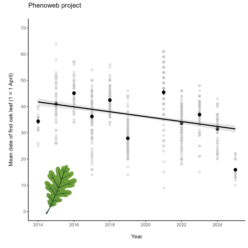 The change in date of the first oak leaf. Black points represent the mean (+/- SE) first oak leaf date in each year, across all oak trees studied on our transect across Scotland (with day 1 equal to the 1 April). The light grey points represent the first oak leaf date for individual trees. The regression line represents the estimated mean (+/- 95% CI). 