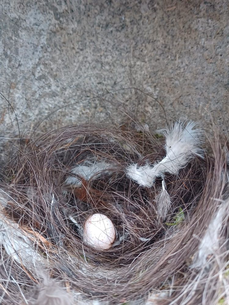 A single blue tit egg in a nest inside a woodcrete nest box.