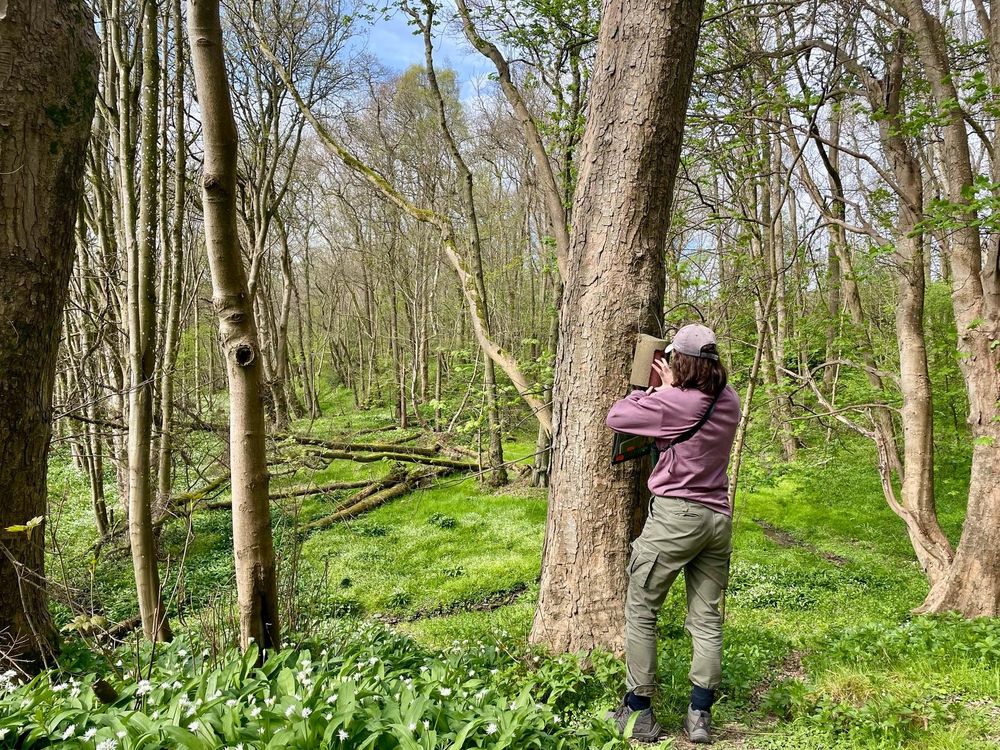 One of our Field Assistants, Charlotte, checking on the progress of a blue tit nest inside of a woodcrete nest box that is attached to a tree. 

Photo: Megan Thompson