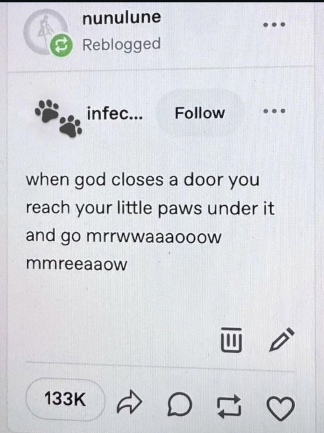 when god closes a door you reach your little paws under it and go mrrwwaaaooow

mmreeaaow